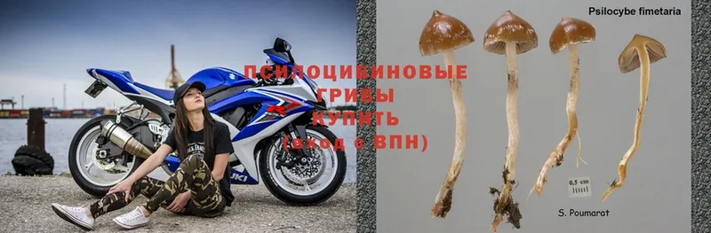 Галлюциногенные грибы Psilocybe  наркошоп  Андреаполь 